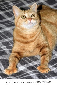 Portrait Of Cute Polydactyl Orange Tabby Cat Showing Extra Toes On Plaid Blanket.