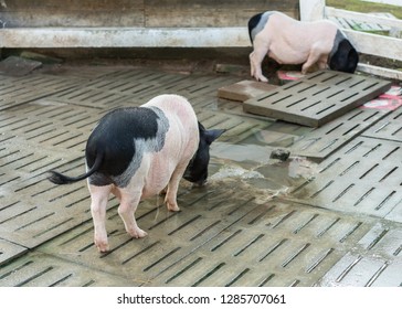 big naked greasy pigs Sex film celebrity