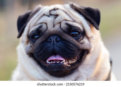 Portrait of a cute pug that stuck out his tongue.