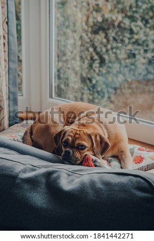 Portrait of a cute puggle dog laying on a cushion by the window, relaxing in sunlight.