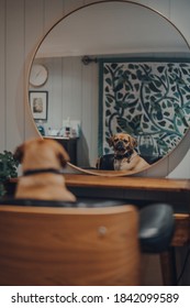 Portrait Of A Cute Puggle Dog Sitting In A Black Leather Chair And Looking At Her Reflection In The Mirror, Shallow Focus.