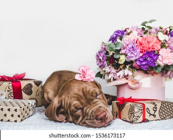 Portrait Of A Cute Puppy, Bright Bouquet Of Flowers And Festive Box. Close-up, Isolated Background. Studio Photo, White Color. Concept Of Care, Education, Obedience Training And Raising Of Animals