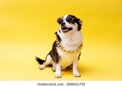 Portrait of cute puppy chihuahua in glasses, gold chain, hat. Little smiling dog on bright trendy yellow background. Free space for text.