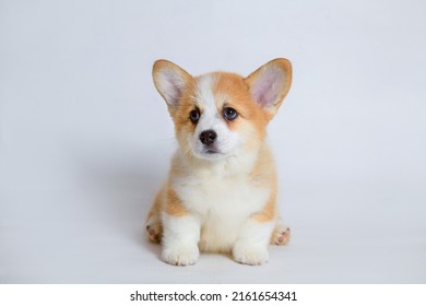 59,634 Corgi puppy Images, Stock Photos & Vectors | Shutterstock