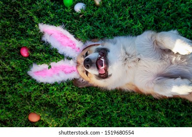 portrait of a cute puppy dog Corgi lying in the green grass in the pink ears surrounded by colorful Easter eggs