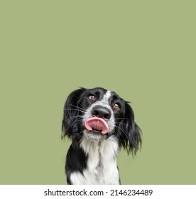 Portrait cute puppy dog licking its lips looking at camera. Isolated on green background - Powered by Shutterstock