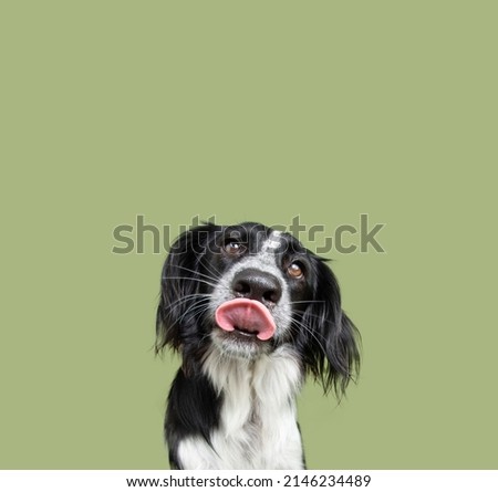 Portrait cute puppy dog licking its lips looking at camera. Isolated on green background