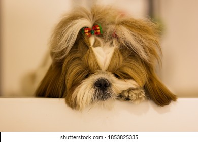 Portrait Of A Cute Puppy Dog Shih Tzu With Bow Lying On A Couch At Home