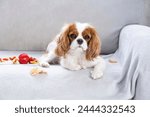 Portrait of a cute puppy. Face og the dog on grey background. Cavalier King Charles Spaniel Blenheim.