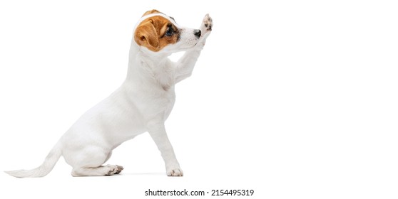 Portrait of cute puppy of Jack Russell Terrier rising paw up, following command isolated over white studio background. Concept of motion, beauty, vet, breed, pets, animal life. Copy space for ad - Shutterstock ID 2154495319