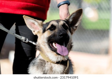 Portrait of cute  puppy Malinois - Shutterstock ID 2317941091