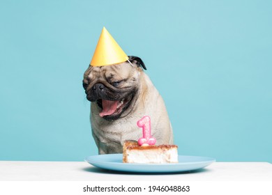 Portrait Of Cute Puppy Of The Pug Breed With Party Hat On Head And Birthday Cake. Little Sad Dog On Blue Background. Free Space For Text.