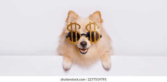 Portrait of cute puppy purebred pomeranian spitz in funny glasses. Little smiling dog spitz on gray background. Free space for text. Dog for advertising tape. Big boss concept.