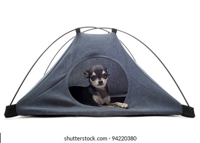 puppy tent