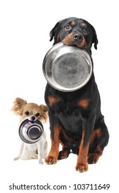 portrait of a cute purebred rottweiler and chihuahua and his food bowl - Shutterstock ID 103711649