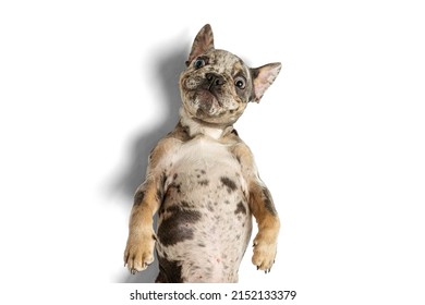 Portrait of cute puupy of French Bulldog ying on back isolated over white studio background. Pretty muzzle. Playful dog. Concept of domestic animal, pet, vet, friendship. Copy space for ad - Shutterstock ID 2152133379