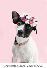 Portrait of a cute Rat Terrier dog.isolated on a studio background.