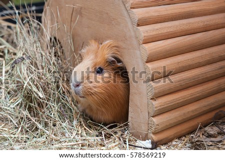 Portrait of cute red guinea pig in wooden house.