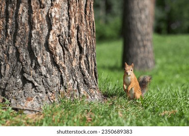 Portrait of cute red squirrel standing on green grass by pine tree in park or forest, copy space - Powered by Shutterstock