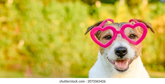 1,546 Amor pet Images, Stock Photos & Vectors | Shutterstock