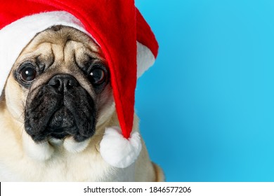 Portrait Of A Cute Sad Pug Dog In A Santa Claus Hat On A Blue Background. Christmas And New Year Celebration Concept. Copy Spase, Card.