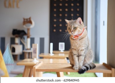 Portrait of cute Scottish cat standing straight on the table and wear orange scraf at cat cafe Thailand