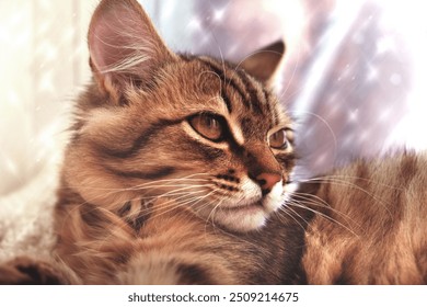 Portrait of a cute serious cat. Relaxing and looking through frozen snowy window glass, winter holidays. Norwegian forest cat - Powered by Shutterstock