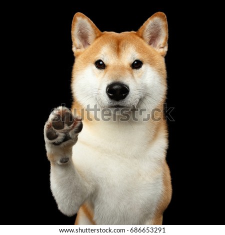Portrait of Cute Shiba inu Dog, Looks Friendly, Paw Give, Isolated Black Background, Front view