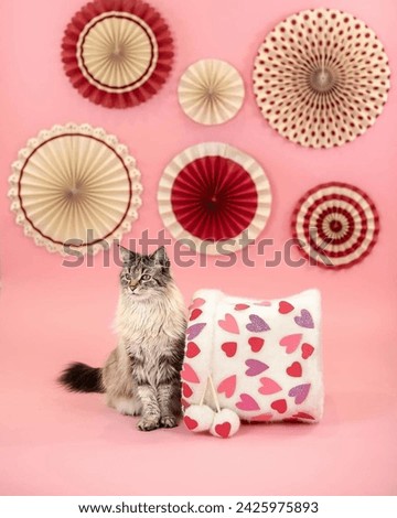 Portrait of a cute Siberian cat isolated on a studio background.



