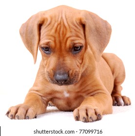 Portrait Of A Cute Six Weeks Old Thoroughbred Rhodesian Ridgeback Hound Dog Puppy Lying And Looking Down. Image Isolated On White Studio Background.