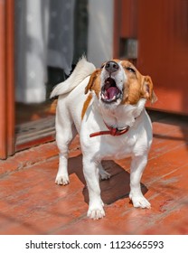 Portrait Of Cute Small Dog Jack Russel Terrier Standing And Barking Outside On Wooden Porch Of Old House Near Open Door At Summer Sunny Day. Pet Protecting Property