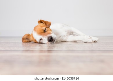 Portrait Of A Cute Small Dog Lying On The Floor And Sleeping. Feeling Tired Or Bored. Pets Indoors, Home, Lifestyle.