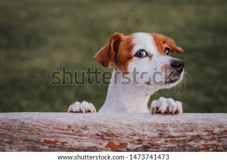 Similar – Legs of Couple and jack russell dog are sitting by the fireplace