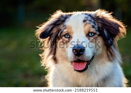 Portrait of cute smiling Australian shepherd dog or Aussie with blue eyes outdoors in sunlight at green grass background in park 