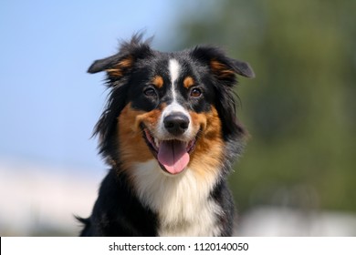 Portrait of cute smiling black and white tricolor australian shepherd with background of green grass and blue sky. Nice and funny aussie dog with funny ears outside on hot, sunny summer day