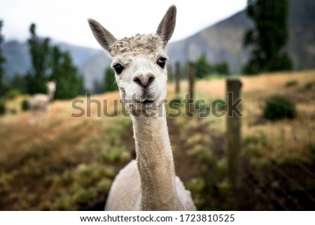Portrait of an cute smily alpaca, sheared lama head close up