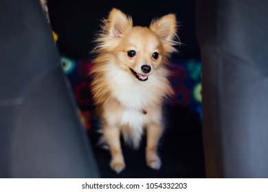 Portrait of a cute spitz-dog on the street on the back car seat