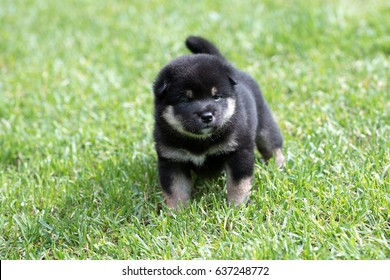 Portrait of cute tan shiba inu puppy dog on green grass