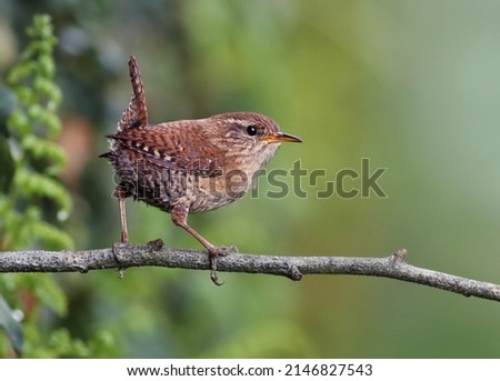 Portrait of a cute and tiny eurasian wren (Troglodytes troglodytes) standing on a branch with natural green forest background. Small wild garden bird background image. Lugo, Spain.