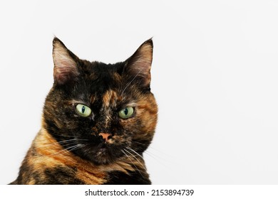 Portrait of a cute tortile kitten close-up against a white wall.
 - Powered by Shutterstock