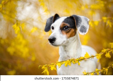 Tricolor Jack Russel Terrier High Res Stock Images Shutterstock