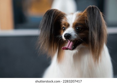 Portrait of a cute tricolor papillon. Continental spaniel dog with tongue hanging out. - Shutterstock ID 2283207417