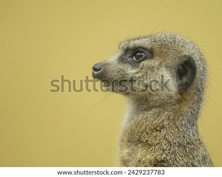 Portrait of a cute watchful Meerkat standing in a zoo