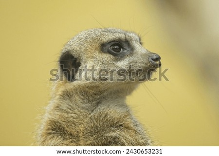 Portrait of a cute watchful Meerkat standing in a zoo