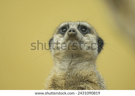 Portrait of a cute watchful Meerkat standing in a zoo
