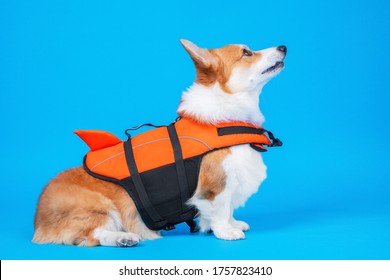 Portrait Of A Cute Welsh Corgi Pembroke Wearing Orange Life Jacket, On Blue Background. Baywatch Dog. Pet Water Safety.