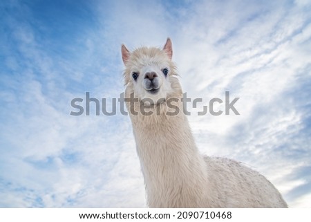 Portrait of cute white alpaca on the background of blue sky. South American camelid.