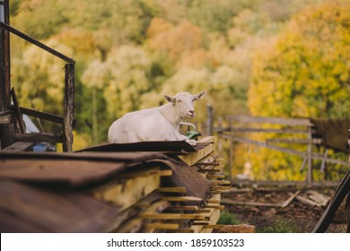 Portrait of cute white domestic goat relaxing alone outdoor
