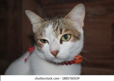 Portrait Of A Cute White Gray Cat. The Cat Is Not Looking At The Camera