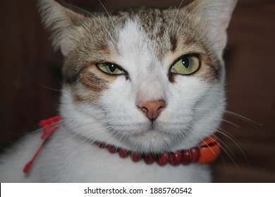 Portrait Of A Cute White Gray Cat. The Cat Is Not Looking At The Camera